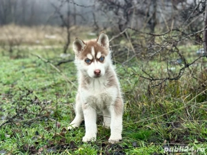 Femela husky siberian! - imagine 5