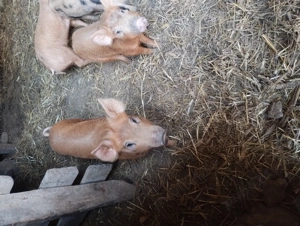 Purcei duroc cu petran  - imagine 4