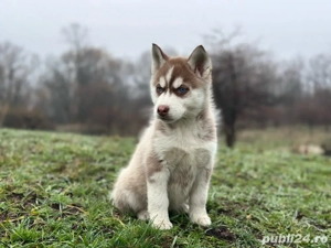 Femela husky siberian! - imagine 3