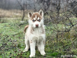 Femela husky siberian! - imagine 4