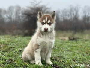 Femela husky siberian! - imagine 2