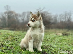 Femela husky siberian!