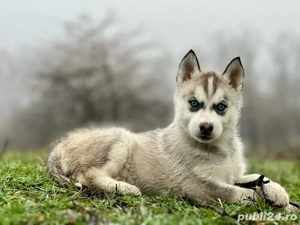Femela Husky siberian! - imagine 2