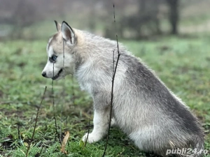 Femela Husky siberian! - imagine 5