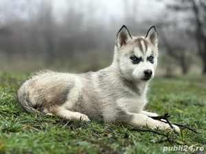 Femela Husky siberian! - imagine 3