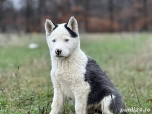 Femeluta Husky Siberian! - imagine 2