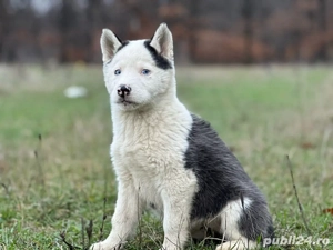 Femeluta Husky Siberian! - imagine 3