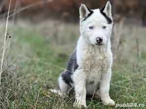 Femeluta Husky Siberian!