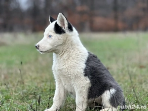 Femeluta Husky Siberian! - imagine 4
