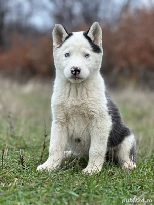Femeluta Husky Siberian! - imagine 5