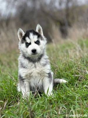Femela Husky Siberian! - imagine 4
