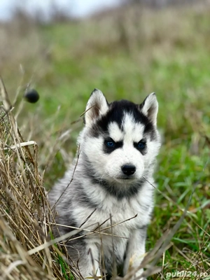 Femela Husky Siberian! - imagine 2