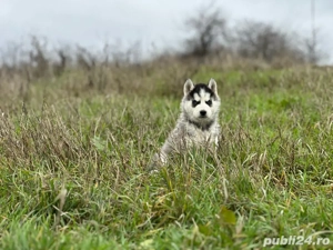 Femela Husky Siberian!