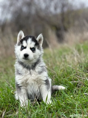 Femela Husky Siberian! - imagine 5