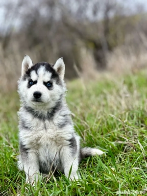 Femela Husky Siberian! - imagine 3