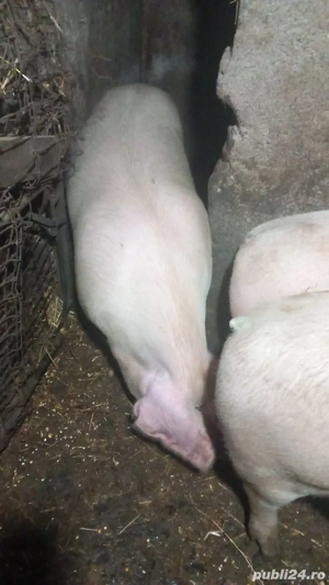 Vand 3 porci cu greutatea intre 150-200kg - imagine 3