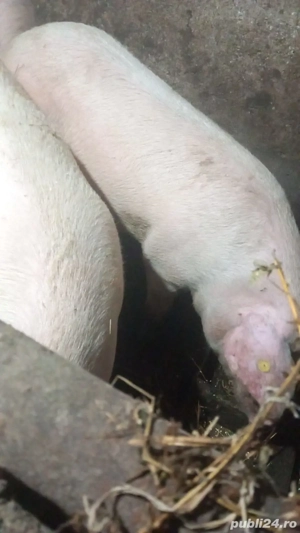 Vand 3 porci cu greutatea intre 150-200kg - imagine 4