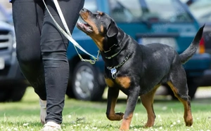 Pet sitter ingrijitor animale bona pentru animale - imagine 2