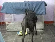 Pet sitter ingrijitor animale bona pentru animale - imagine 3