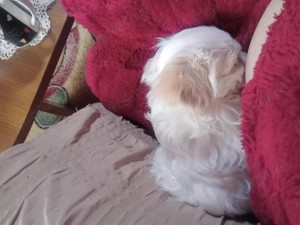 As putea aduce de crăciun multă bucurie  