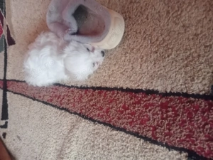 As putea aduce de crăciun multă bucurie   - imagine 3