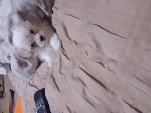 As putea aduce de crăciun multă bucurie   - imagine 2