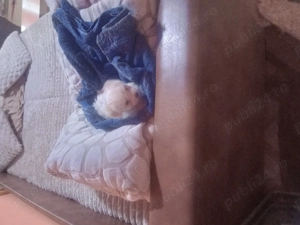 As putea aduce de crăciun multă bucurie   - imagine 4