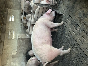 Porc între 180-200 de kg  - imagine 2