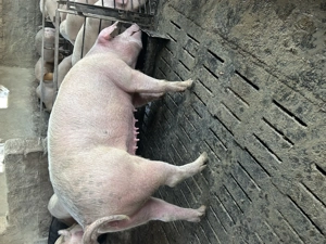 Porc între 180-200 de kg  - imagine 3