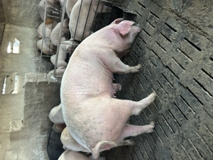 Porc între 180-200 de kg 