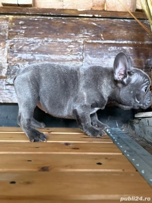 femela bulldog francez blue - imagine 4