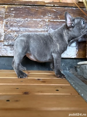 femela bulldog francez blue - imagine 3
