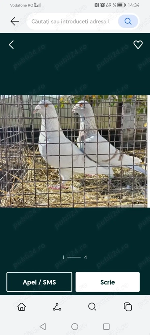 Porumbei de vânzare  - imagine 5