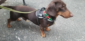 Mascul teckel ciocolatiu 