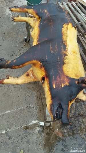 vând carcasă porc  - imagine 3