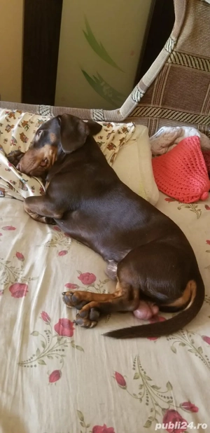 Mascul teckel ciocolatiu  - imagine 2