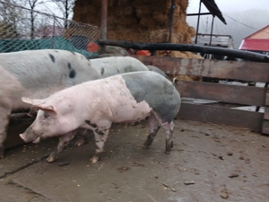 Disponibil pentru Crăciun  - imagine 3