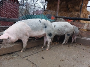 Disponibil pentru Crăciun  - imagine 5