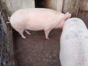 Vând porc de țară crescuți natural  - imagine 4