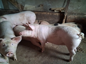 Porci de vanzare - imagine 2