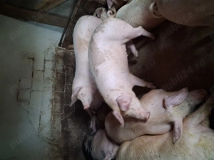 Porci de vanzare - imagine 4