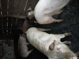 vand porci - imagine 2