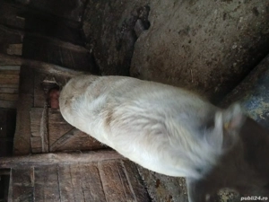 vand porci - imagine 3