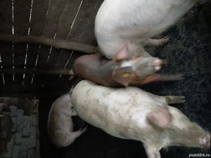 vand porci - imagine 4