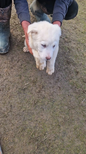 Vând căței de Asia Centrală 