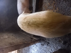 2 porci de vânzare  - imagine 2