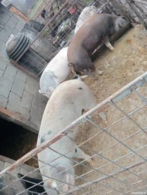 vand 2 porci 