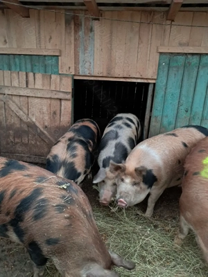 Vând porci cuprinsi intre 80 si 200 kg