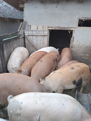 Vând porci cuprinsi intre 80 si 200 kg - imagine 2