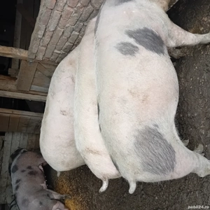 vând porci  - imagine 2